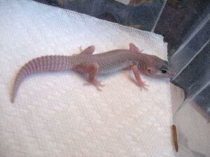 Blizzard - five weekds old