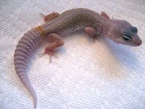 Blizzard - seven weekds old