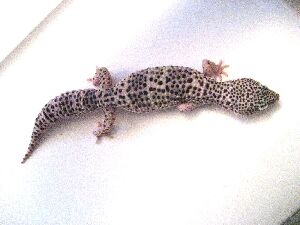Gravid Female Mack Snow Het Tremper