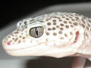 Female Mack Snow Het Tremper