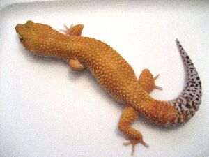 Male Patternless Hypo Tangerine