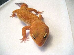 Male Patternless Hypo Tangerine