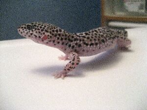 Mack Snow Het Tremper