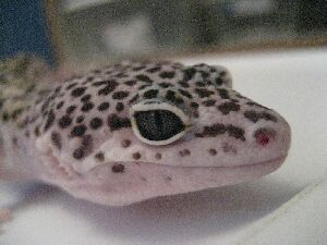 Mack Snow Het Tremper