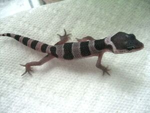 Mack Snow Het Tremper - two days old