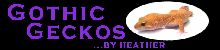 Gothic Geckos